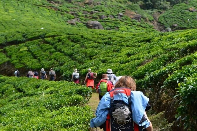 Darjeeling Himalayan Tea Tour - Key details before you book