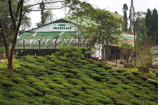 Darjeeling Himalayan Tea Tour - Why Darjeeling tea country makes a strong seven-day trip