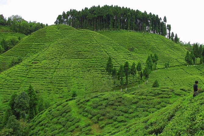 Darjeeling Himalayan Tea Tour - Day 4: The Darjeeling Toy Train and Glenburn