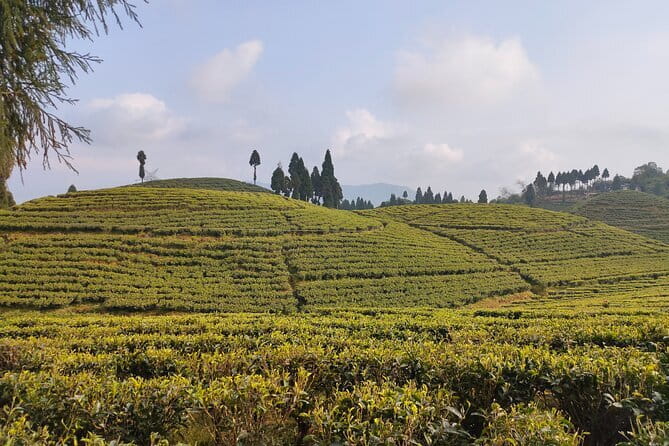 Darjeeling Himalayan Tea Tour - Day 2: Soureni processing, Mirik Lake, and Ging Tea Estate