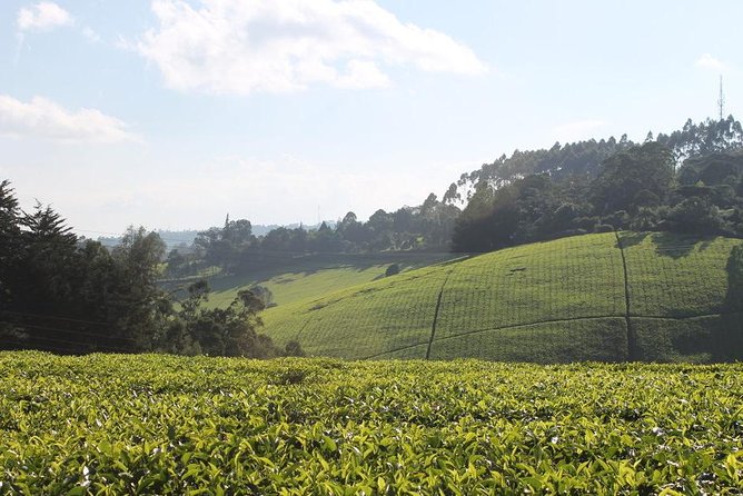 Day Tour To Kiambethu Tea Farm in Limuru - Leaving Nairobi for Limuru’s tea country