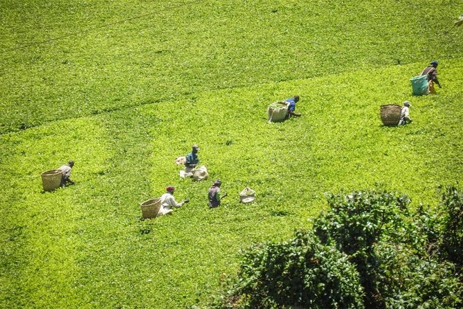 Day Tour To Kiambethu Tea Farm in Limuru - Is $115 good value?