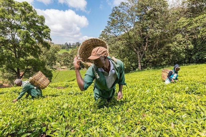 Day tour to Kiambethu tea farm in Limuru from Nairobi - Three-course lunch and what the price covers