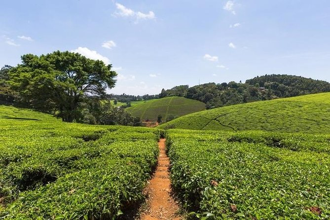 Day tour to Kiambethu tea farm in Limuru from Nairobi - Who will enjoy Kiambethu most