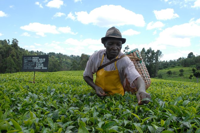 Day Tour To Kiambethu Tea Farm in Limuru - Tea, coffee, and the story behind the farm