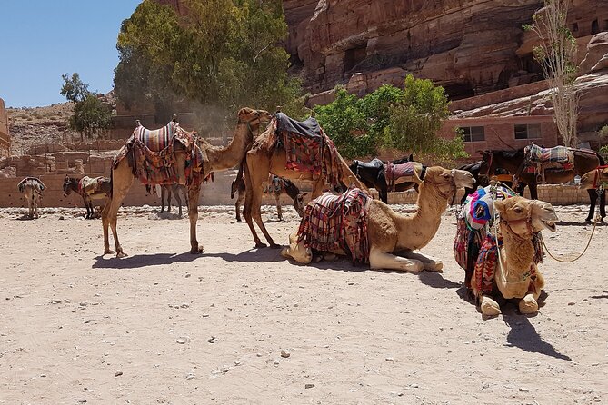 Desert Sunset Camel Ride With Free Tea in The Desert Camp - Is $234.91 good value?