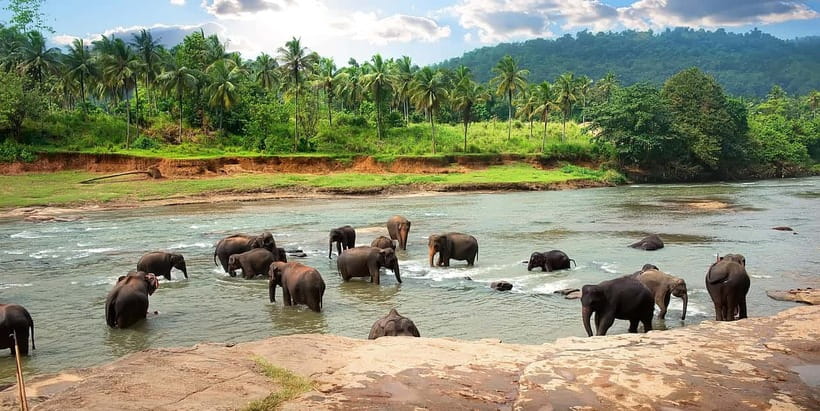 Ella Day Tour with Scenic Train Ride & Tea Plantation Visit - Ravana Falls for a cool break