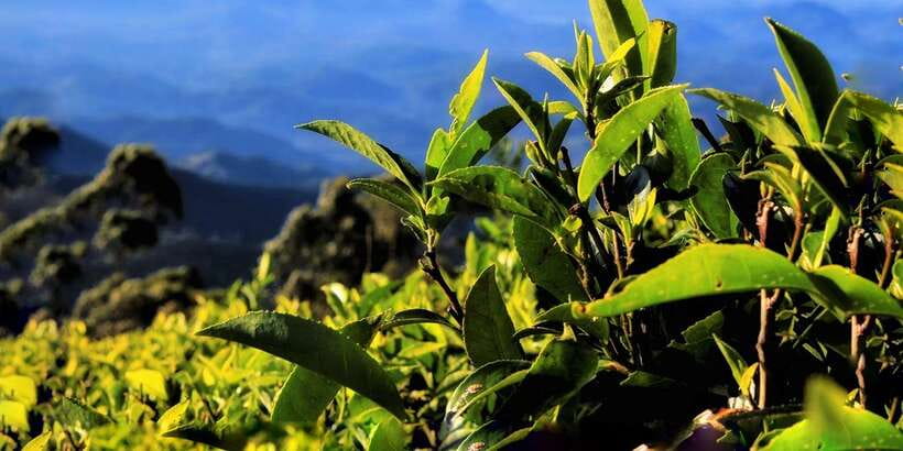 Ella: Lipton's Seat Tour with Dambetanna Tea Factory Visit - Key points at a glance