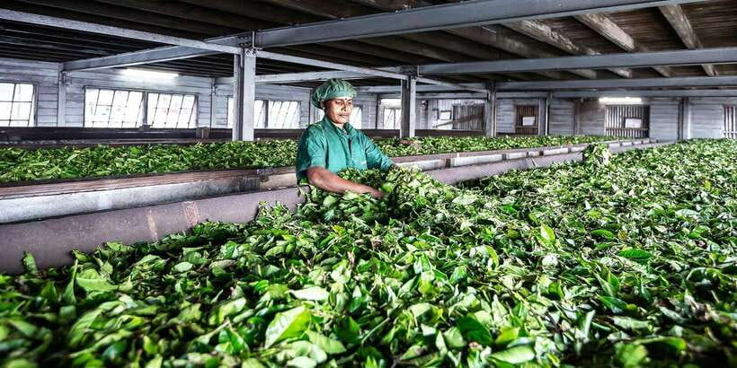 Ella: Lipton's Seat Tour with Dambetanna Tea Factory Visit - Why this half-day trip works from Ella