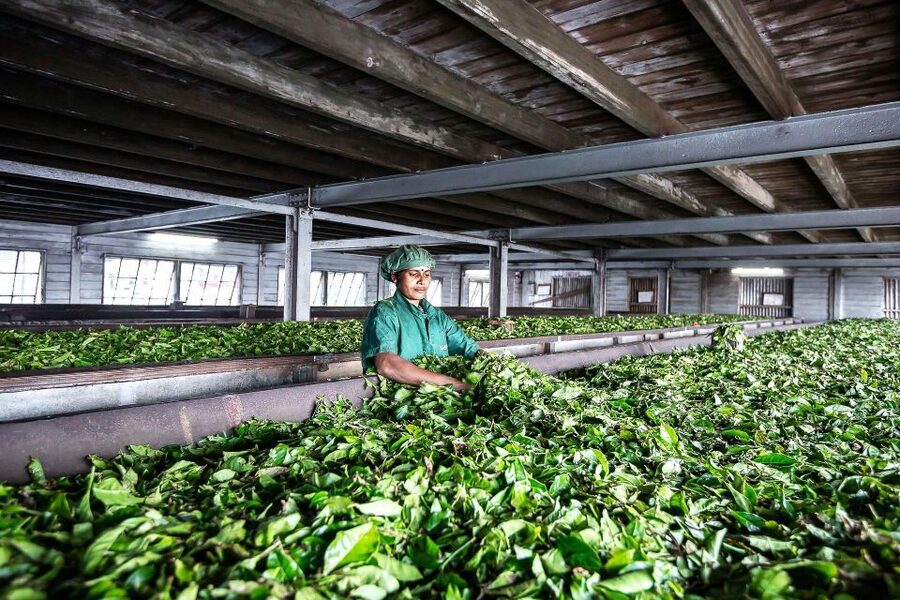 Ella: Lipton's Seat Tour with Dambetanna Tea Factory Visit - What the $65 price includes