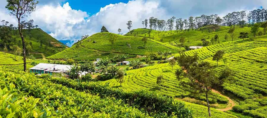 ELLA Lipton Seat Tea Test & Pluck 9Arch, Waterfalls, & Lunch - Who should book this experience