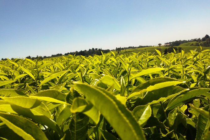 Excursion to Kiambethu Tea Farm - Touring the tea fields at a farm founded in 1910