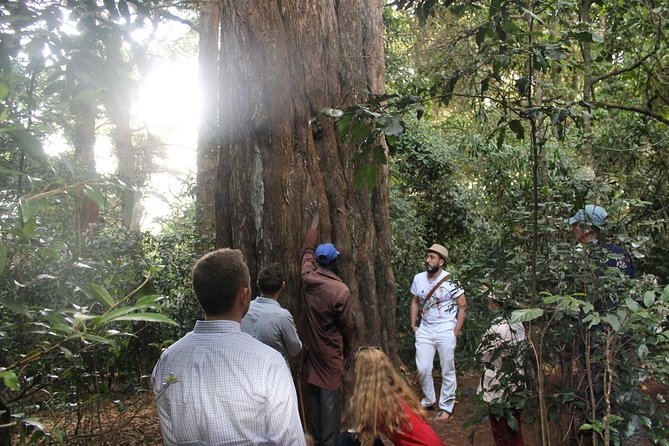 Excursion to Kiambethu Tea Farm - Forest paths, plants, birds, and colobus monkeys