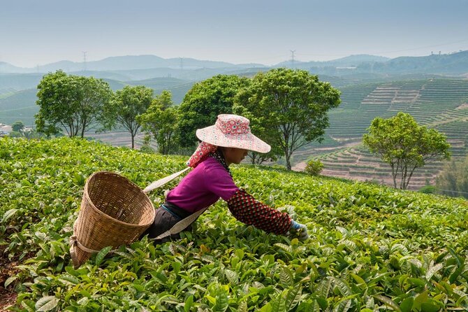 Experience Chengdu: Private Tea-Making Day Tour of Mengdingshan Tea Plantation - Why Mengdingshan makes a worthwhile tea day trip