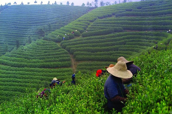 Experience Chengdu: Private Tea-Making Day Tour of Mengdingshan Tea Plantation - A local Chinese lunch before the tea fields