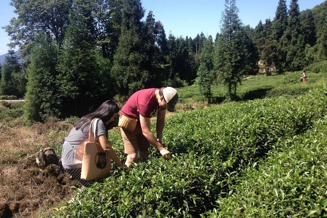 Experience Chengdu: Private Tea-Making Day Tour of Mengdingshan Tea Plantation - Walking through Mengdingshan’s tea terraces