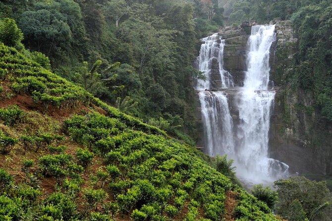 Explore Nuwara Eliya | Experience the Best Tea in the World - What makes this Nuwara Eliya tea tour worth considering
