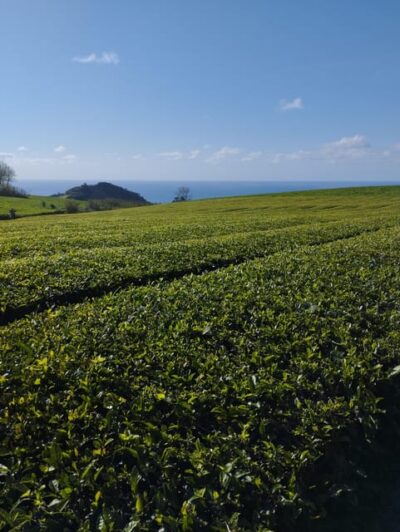 Fire Lake, Pineapple & Tea: Half-Day Jeep Tour