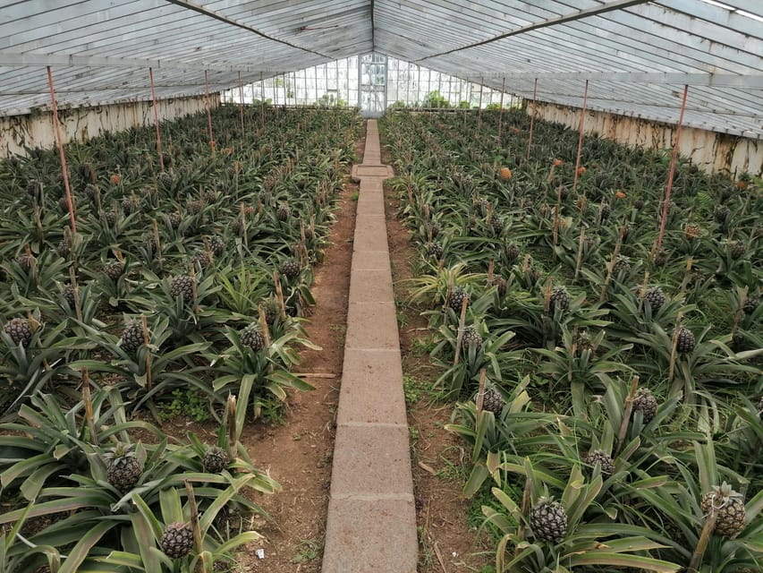 Fire Lake, Pineapple & Tea: Half-Day Jeep Tour - Caldeiras de Ribeira Grande: steam, springs, and volcanic ground