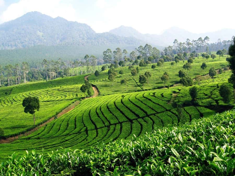 From Bandung: Tea Plantation and Botanical Garden Tour - Bogor Botanical Garden beside the presidential complex
