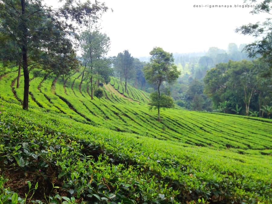 From Bandung: Tea Plantation and Botanical Garden Tour - A possible local stop with guide Bayu