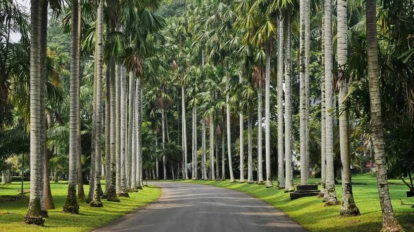 From Bandung: Tea Plantation and Botanical Garden Tour - Who will get the most from this day?