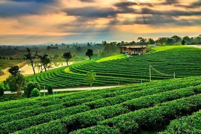 From Chiang Rai: 3 Temples, Golden Triangle Tour, Tea Plantation - Key points to know before you book