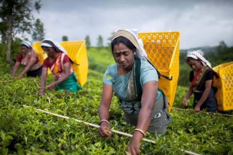 From Colombo: Kandy, Pinnawala and Tea Factory Full-Day Trip - Key points to know before booking