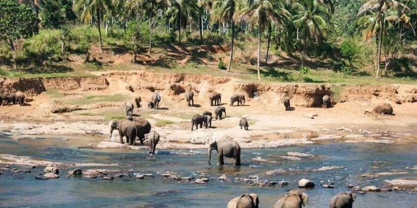 From Colombo: Kandy, Pinnawala and Tea Factory Full-Day Trip - Pinnawala and the elephant question