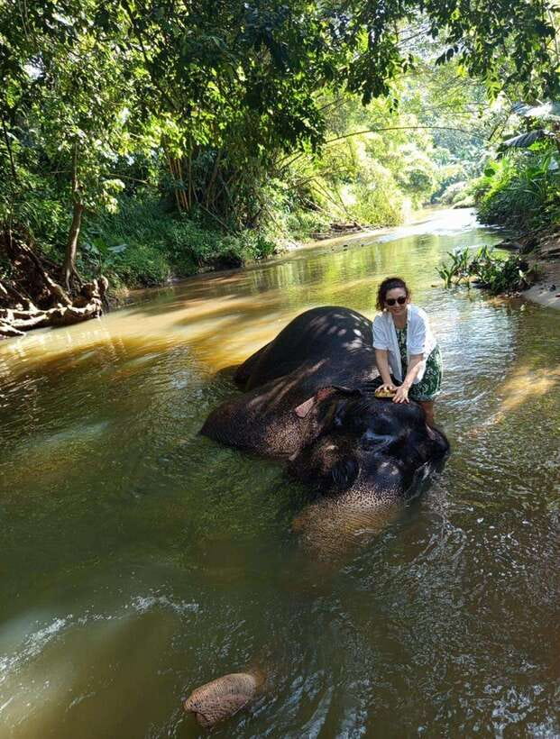 From Colombo or Negombo: Pinnawala, Kandy & Tea Factory Tour - What the $46 price really covers