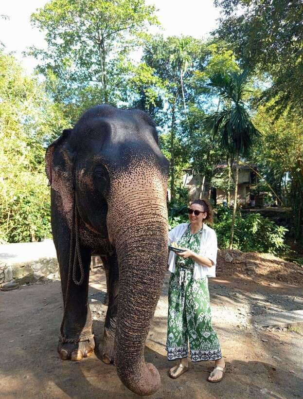 From Colombo or Negombo: Pinnawala, Kandy & Tea Factory Tour - The road from Colombo or Negombo