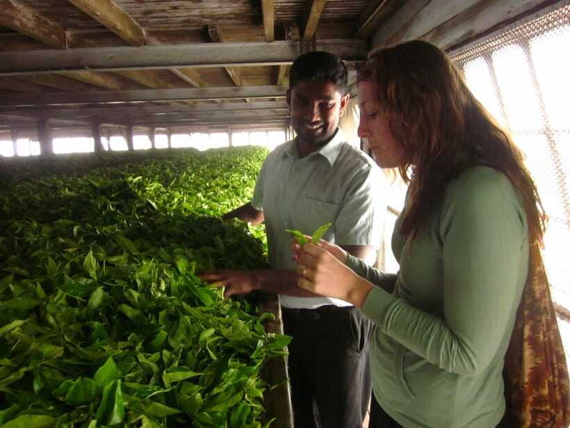 From Ella: Lipton Seat & Dambatenne Tea Factory Day Tour - The road up to Lipton’s Seat