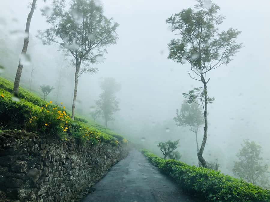 From Ella: Tea Adventure in Haputale with Village Lunch - Key points to know before you book