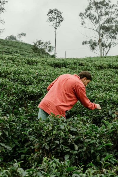 Tea Adventure in Haputale with Village Lunch