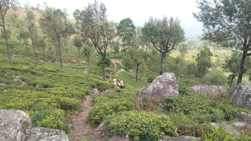 From Ella: Tea Adventure in Haputale with Village Lunch - How the guides shape the experience