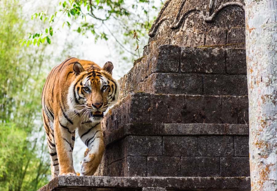From Jakarta: Safari Park, Tea Plantation & Jaksa Waterfall - Key points to know before booking