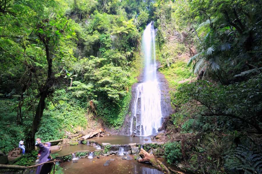 From Jakarta: Safari Park, Tea Plantation & Jaksa Waterfall - Tea fields above Puncak