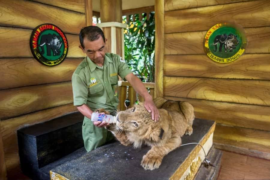 From Jakarta: Safari Park, Tea Plantation & Jaksa Waterfall - Jaksa Waterfall adds a cool finish