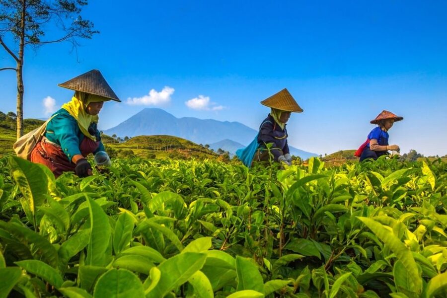 From Jakarta: Safari Park, Tea Plantation & Jaksa Waterfall - What the $141 price really covers
