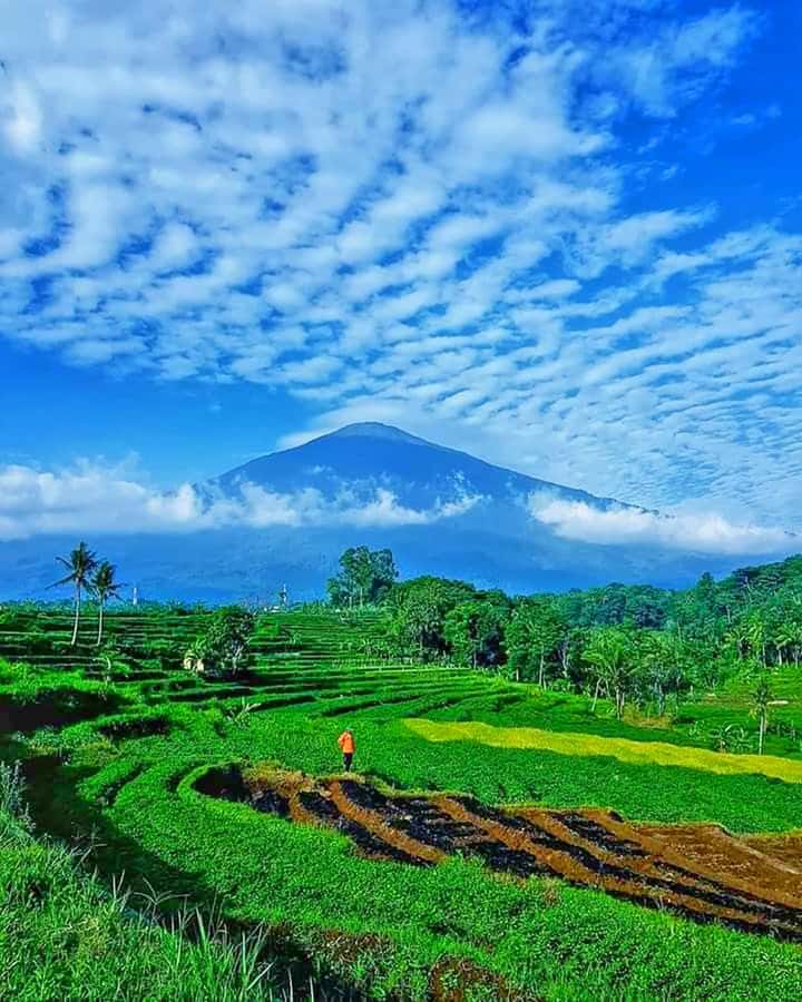 From Jakarta : Volcano, Tea & Rice Fields, Hot Spring - Why This Day Trip Works From Jakarta