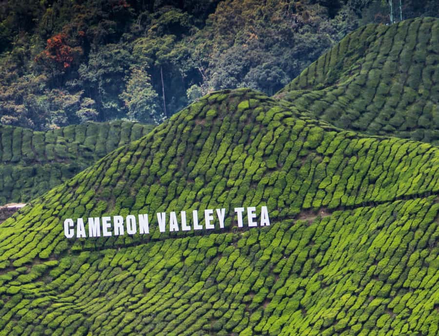 From KL: Cameron Highlands with BOH Habu & Sungei Tea Visit - What the Private Format Is Really Worth