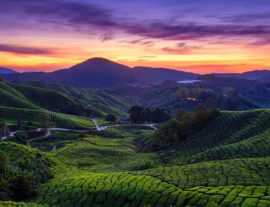 From KL: Cameron Highlands with BOH Habu & Sungei Tea Visit - Lata Iskandar Waterfall and the Roadside Stop