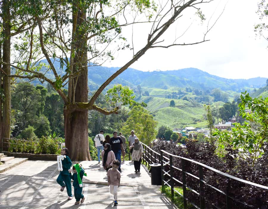 From KL: Cameron Highlands with BOH Habu & Sungei Tea Visit - BOH Habu: The Working Side of Tea