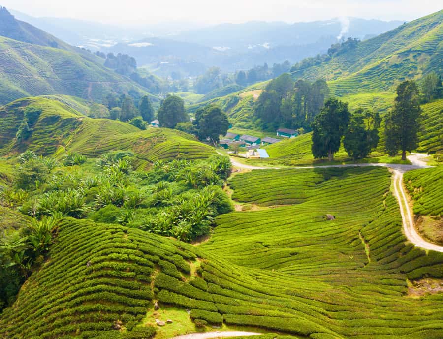 From KL: Cameron Highlands with BOH Habu & Sungei Tea Visit - Meeting the Orang Asli Community