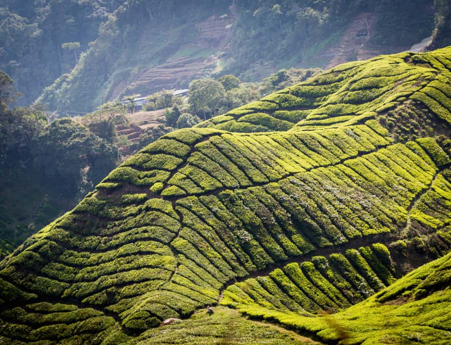From KL: Cameron Highlands with BOH Habu & Sungei Tea Visit - Kea Farm Market and the Cactus Farm