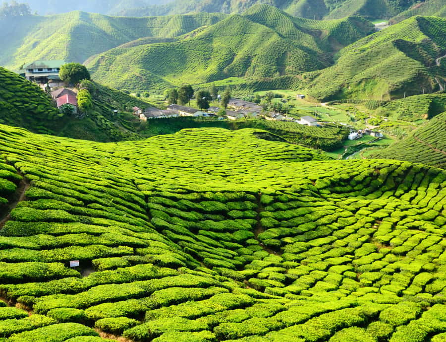 From KL: Cameron Highlands with BOH Habu & Sungei Tea Visit - The Long Road From Kuala Lumpur