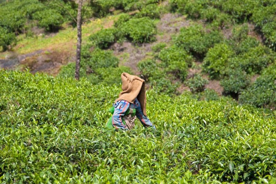 From Kochi: Munnar & Tea Museum Private Guided Tour - Lunch in the hill zone and the final spice stop