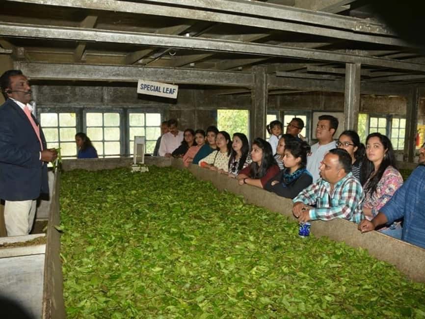 From Munnar: Tea Factory, Plantation, and National Park Tour - Walking through Munnar’s tea plantations