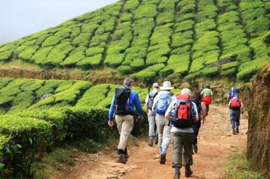 From Munnar: Tea Factory, Plantation, and National Park Tour - Mattupetty Dam, Echo Point, and the afternoon circuit