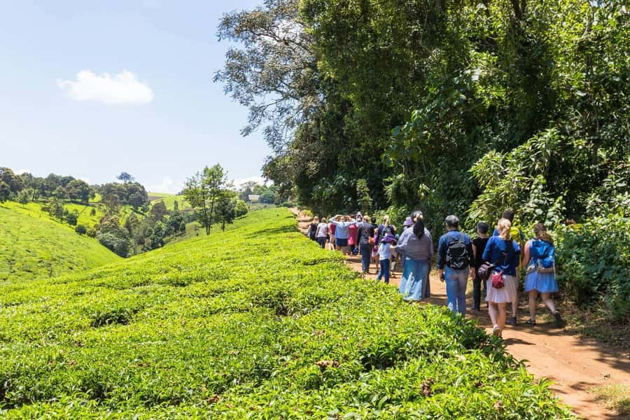From Nairobi: Kiambethu Tea Farm Tour & Lunch - Arriving at Kiambethu Tea Estate